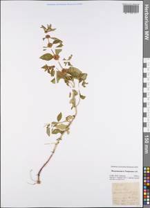 Мята полевая L., Восточная Европа, Северо-Западный район (E2) (Россия)