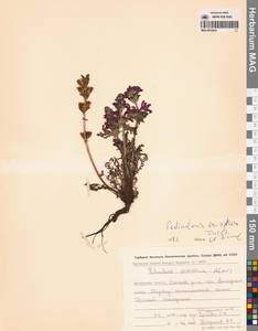 Мытник мохнатоодетый Turcz., Сибирь, Чукотка и Камчатка (S7) (Россия)