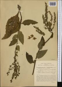 Verbascum chaixii subsp. austriacum (Schott ex Roem. & Schult.) Hayek, Западная Европа (EUR) (Италия)