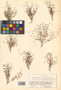 Juncus amuricus (Maxim.) V. I. Krecz. & Gontsch., Сибирь, Дальний Восток (S6) (Россия)
