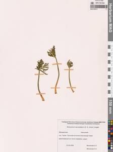 Гроздовник ланцетный (S.G.Gmel.) Ångstr., Сибирь, Чукотка и Камчатка (S7) (Россия)