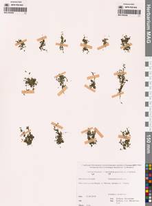 Ряска трехдольная L., Сибирь, Дальний Восток (S6) (Россия)