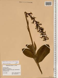 Любка зеленоцветковая (Custer) Rchb., Восточная Европа, Северо-Западный район (E2) (Россия)