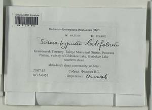 Sciuro-hypnum latifolium (Kindb.) Ignatov & Huttunen, Гербарий мохообразных, Мхи - Красноярский край, Тыва и Хакасия (B17) (Россия)
