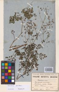 Василисник вонючий L., Восточная Европа, Восточный район (E10) (Россия)