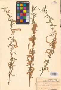 Ива джунгарская Andersson, Средняя Азия и Казахстан, Каракумы (M6) (Туркмения)