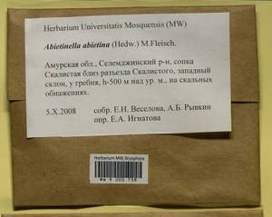 Abietinella abietina (Hedw.) M. Fleisch., Гербарий мохообразных, Мхи - Дальний Восток (без Чукотки и Камчатки) (B20) (Россия)