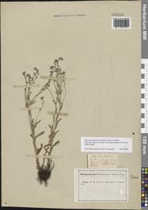 Myosotis alpestris subsp. suaveolens (Waldst. & Kit. ex Willd.) Strid, Восточная Европа, Центральный лесостепной район (E6) (Россия)
