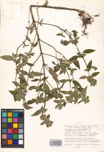 Пикульник обыкновенный L., Восточная Европа, Московская область и Москва (E4a) (Россия)