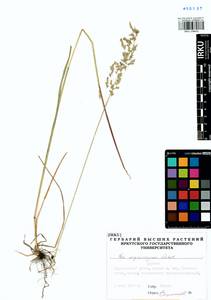 Poa pratensis subsp. pratensis, Сибирь, Прибайкалье и Забайкалье (S4) (Россия)