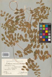 Lathyrus japonicus var. maritimus (L.) J.T.Kartesz & Gandhi, Сибирь, Дальний Восток (S6) (Россия)