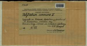 Polytrichum commune Hedw., Гербарий мохообразных, Мхи - Москва и Московская область (B6a) (Россия)