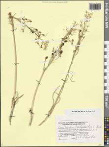 Ornithogalum narbonense L., Кавказ, Армения (K5) (Армения)