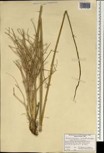 Zeravschania membranacea (Boiss.) Pimenov, Зарубежная Азия (ASIA) (Иран)