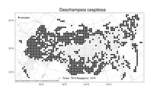 Deschampsia cespitosa, Щучка дернистая (L.) P.Beauv., Атлас флоры России (FLORUS) (Россия)