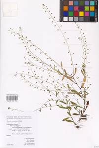 MHA 0 153 105, Myosotis laxa subsp. laxa, Восточная Европа, Центральный район (E4) (Россия)