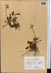 Tanacetum richterioides (C. Winkl.) K. Bremer & Humphries, Средняя Азия и Казахстан, Западный Тянь-Шань и Каратау (M3) (Киргизия)