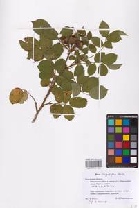 Шиповник щитконосный, Роза щитконосная Borkh., Восточная Европа, Центральный район (E4) (Россия)