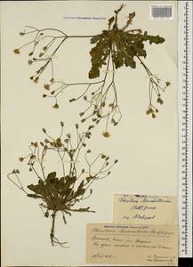 Crepis sancta subsp. sancta, Кавказ, Армения (K5) (Армения)