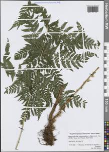 Щитовник распростертый (C.Presl) Fraser-Jenk. & Jermy, Сибирь, Чукотка и Камчатка (S7) (Россия)