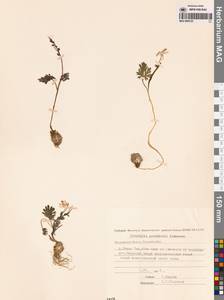 Хохлатка Городкова Karav., Сибирь, Чукотка и Камчатка (S7) (Россия)