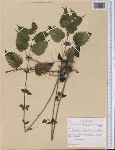 Urtica gracilis Aiton, Америка (AMER) (США)