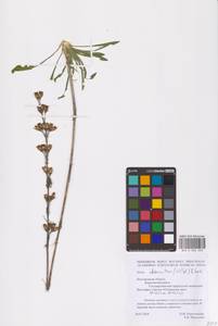 Смолевка зеленоцветковая (Willd.) Ehrh., Восточная Европа, Центральный лесостепной район (E6) (Россия)