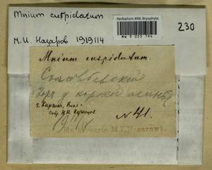 Plagiomnium cuspidatum (Hedw.) T.J. Kop., Гербарий мохообразных, Мхи - Центральное Нечерноземье (B6) (Россия)