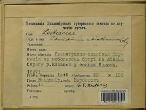 Abietinella abietina (Hedw.) M. Fleisch., Гербарий мохообразных, Мхи - Центральное Нечерноземье (B6) (Россия)