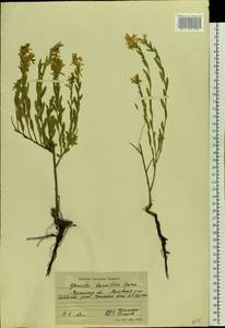 Genista tinctoria subsp. tinctoria, Восточная Европа, Северо-Украинский район (E11) (Украина)