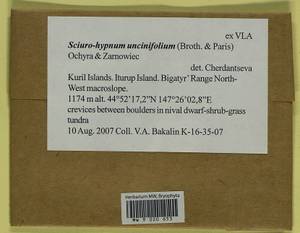 Sciuro-hypnum uncinifolium (Broth. & Paris) Ochyra & Żarnowiec, Гербарий мохообразных, Мхи - Дальний Восток (без Чукотки и Камчатки) (B20) (Россия)