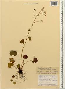 Saxifraga rotundifolia subsp. rotundifolia, Кавказ, Северная Осетия, Ингушетия и Чечня (K1c) (Россия)