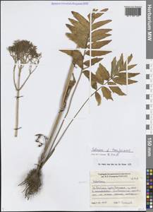 Валериана заенисейская Kreyer, Сибирь, Прибайкалье и Забайкалье (S4) (Россия)