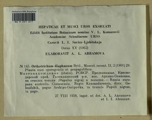 Orthotrichum diaphanum Schrad. ex Brid., Гербарий мохообразных, Мхи - Северный Кавказ и Предкавказье (B12) (Россия)