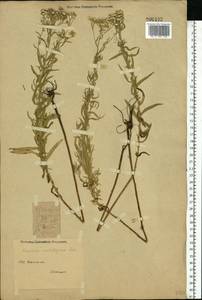 Achillea salicifolia subsp. salicifolia, Восточная Европа, Восточный район (E10) (Россия)