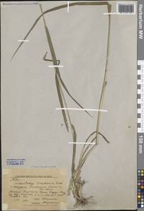 Пырейник уральский (Nevski) Tzvelev, Средняя Азия и Казахстан, Западный Тянь-Шань и Каратау (M3) (Киргизия)