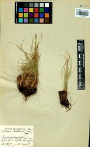 Carex myosuroides Vill., Сибирь, Прибайкалье и Забайкалье (S4) (Россия)