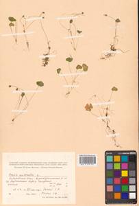 Кислица обыкновенная L., Сибирь, Дальний Восток (S6) (Россия)