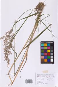 Вейник пурпурный (Trin.) Trin., Сибирь, Дальний Восток (S6) (Россия)