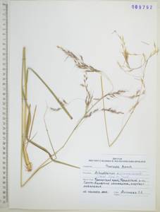 Чий пекинский (Hance) Ohwi, Сибирь, Дальний Восток (S6) (Россия)