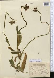 Pilosella aurantiaca subsp. aurantiaca, Средняя Азия и Казахстан, Джунгарский Алатау и Тарбагатай (M5) (Казахстан)