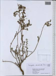Paronychia illecebroides (Chr. Sm. ex Webb) Webb, Африка (AFR) (Кабо-Верде)