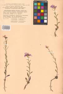 Клаусия солнцепечная (Stephan ex Willd.) Korn.-Trotzky, Восточная Европа, Нижневолжский район (E9) (Россия)