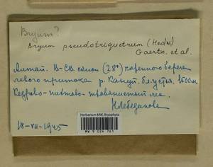 Ptychostomum pseudotriquetrum (Hedw.) J.R. Spence & H.P. Ramsay, Гербарий мохообразных, Мхи - Красноярский край, Тыва и Хакасия (B17) (Россия)