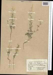 Delphinium camptocarpum Fisch. & C. A. Mey., Средняя Азия и Казахстан, Муюнкумы, Прибалхашье и Бетпак-Дала (M9) (Казахстан)