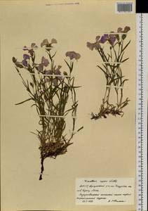 Гвоздика ползучая Willd., Сибирь, Якутия (S5) (Россия)