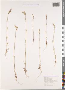 Silene conica subsp. conica, Кавказ, Черноморское побережье (от Новороссийска до Адлера) (K3) (Россия)