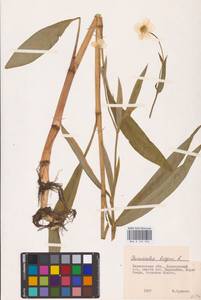 Лютик длиннолистный L., Восточная Европа, Северо-Западный район (E2) (Россия)