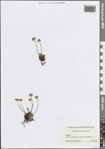 Проломник албанский Steven, Кавказ, Грузия (K4) (Грузия)