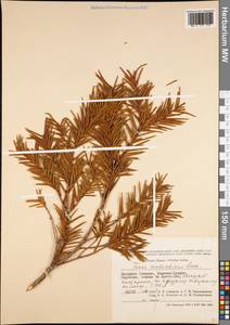 Taxus wallichiana Zucc., Зарубежная Азия (ASIA) (Индия)